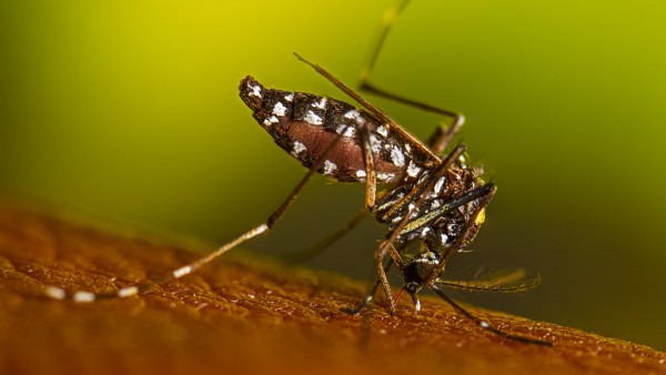 아시아 호랑이 모기라고도 불리는 에데스 알보픽터스(Aedes albopictus, 흰줄숲모기) 모기종. 이 모기가 댕기열을 옮기며, 최근 매사추세츠에서도 발견되고 있다